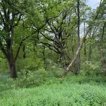 Waldweg 34